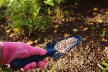5 лучших проверенных сортов малины для Вашего сада в Подмосковье