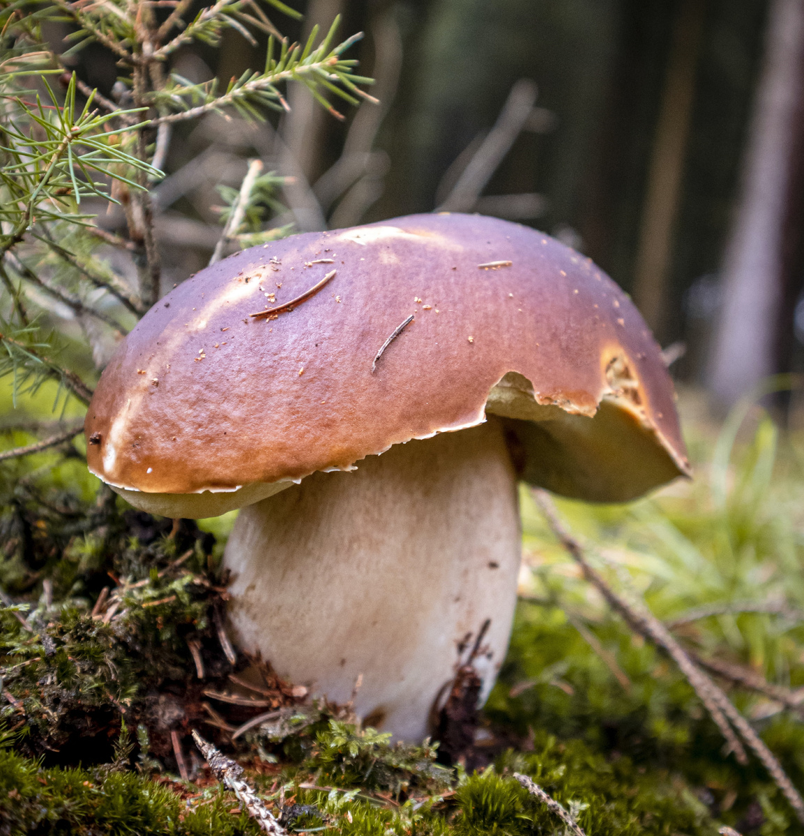 Какие бы ни были события, природа неизменна. И поражает нас красотой и гармонией. Изображение unsplash.com