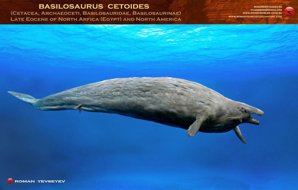  Пацаны, вы как хотите, а я вымирать. Точнее я и мой ручной акулёнок.