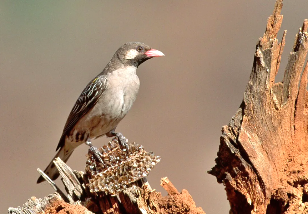 ��� ���, ��� � �������. ����: oiseaux.net