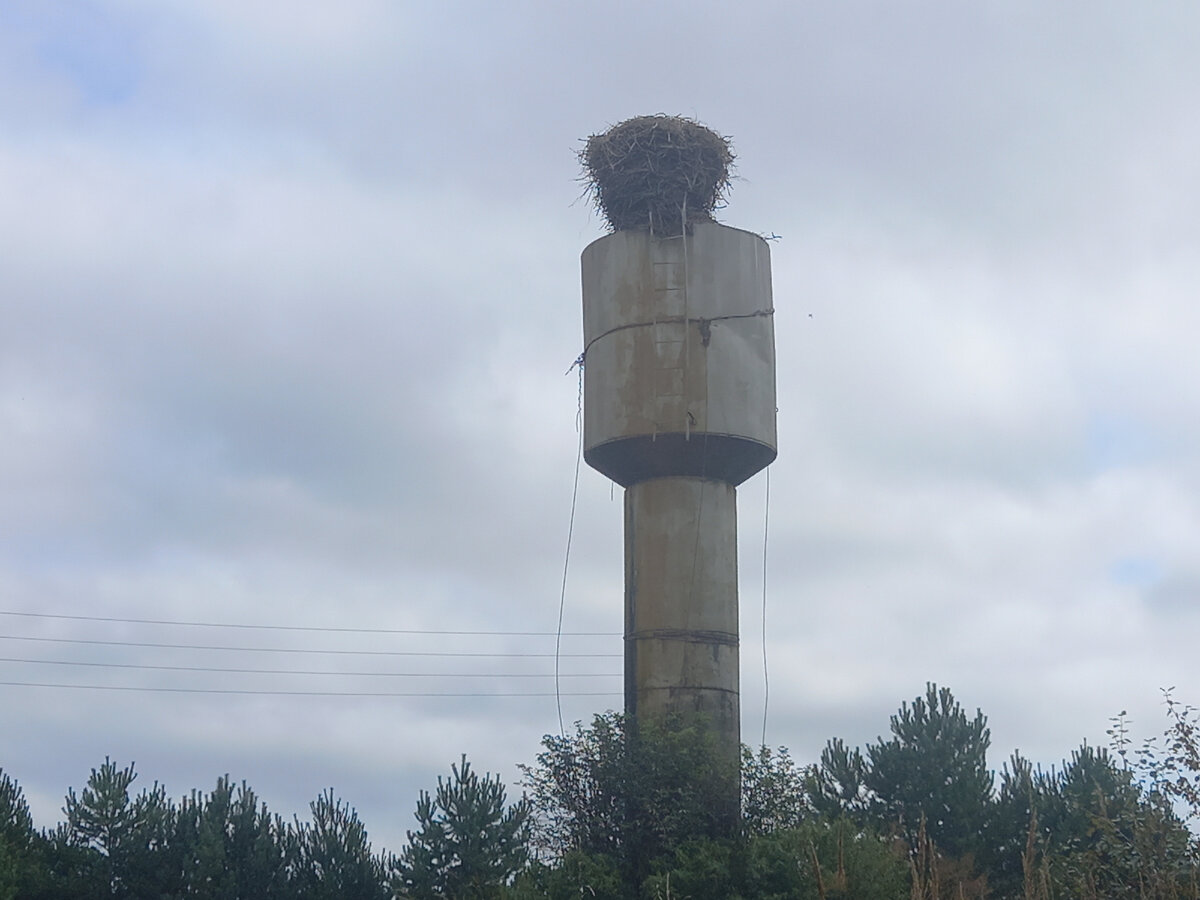 Самое крупное аистиное гнездо Рязанщины