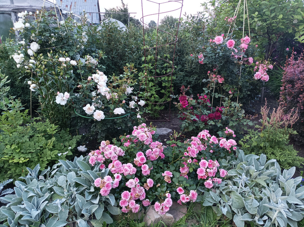 слева ближняя Crocus Rose, дальняя - Weisse Wolke, справа ближняя  Munstead Wood, дальняя - Dream Weaver. За розами кусты жимолости, в центре между розами клематис. На переднем плане почвопокровная роза Les Quatre Saisons