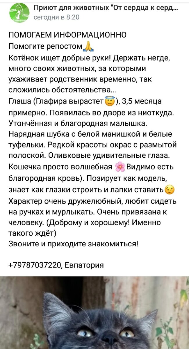     Фото: скрин страницы Приют для животных «От сердца к сердцу»/VK