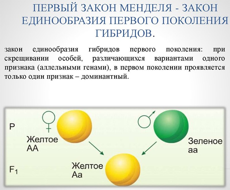 Презентация 1 закон менделя