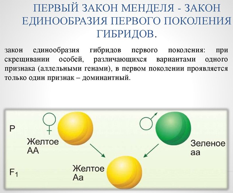 1 закон менделя пример