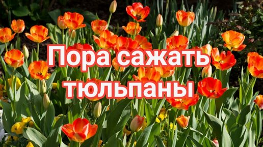 Пора сажать тюльпаны