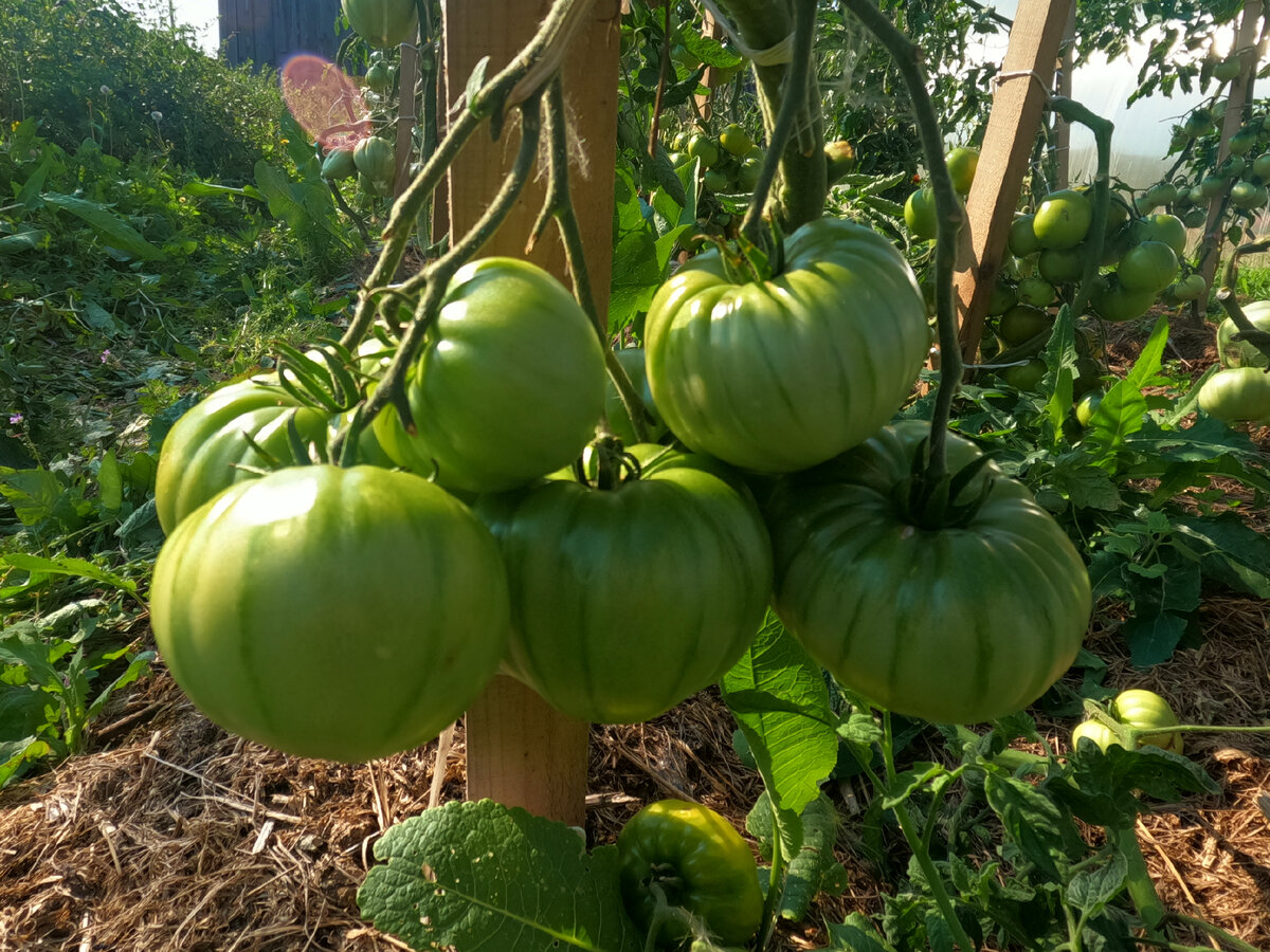 Гигантская хижина в ОГ