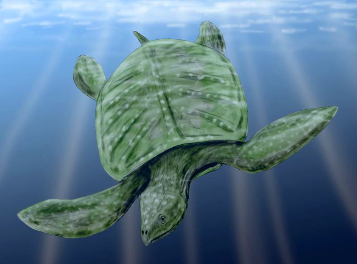 Морская черепаха Архелон