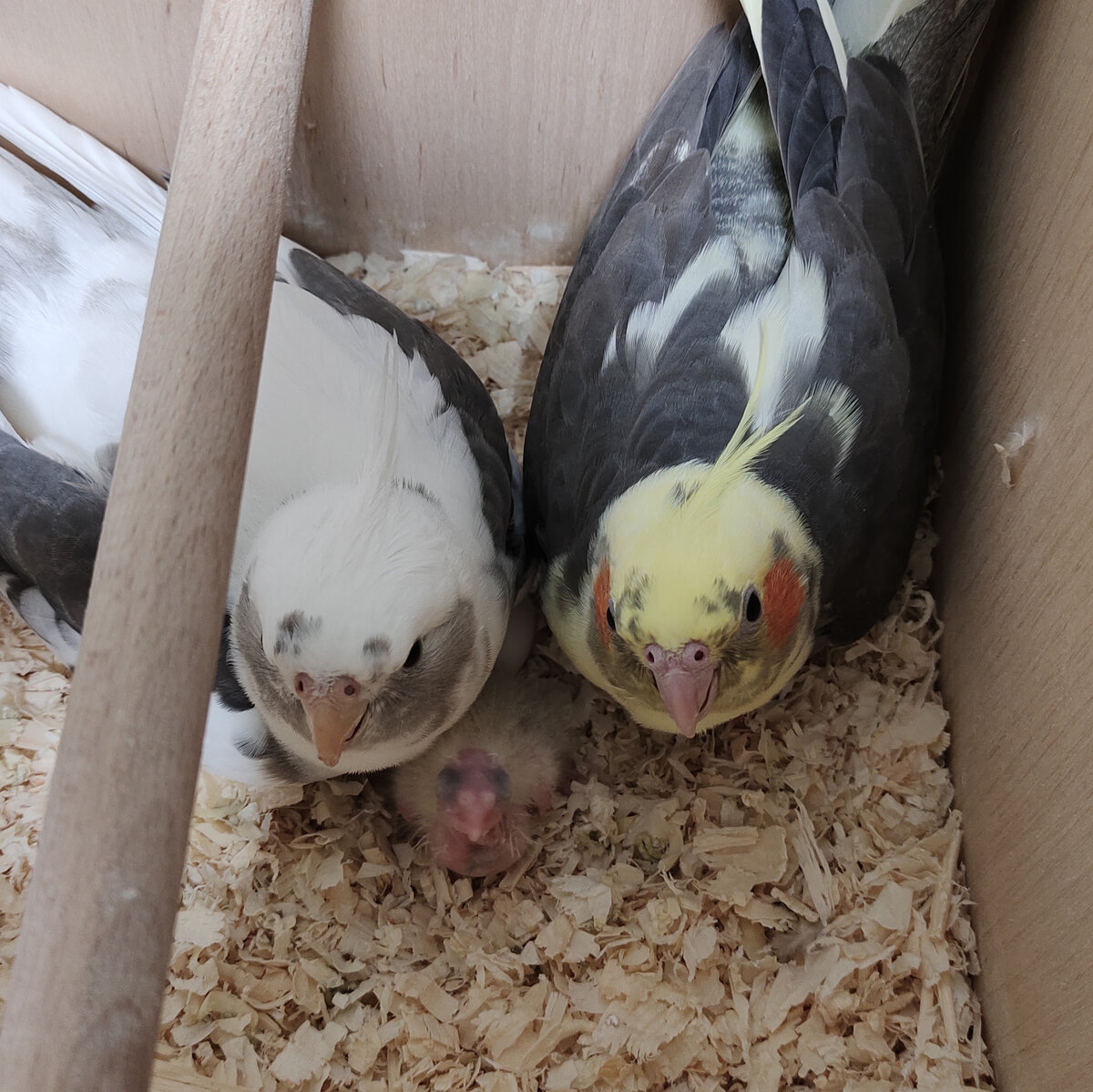 На самом деле, мне ооочень нравится, как они тут получились. Все фото автора.