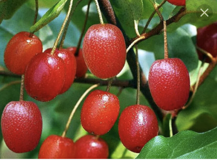 Лох многоцветковый, или гуми (Elaeagnus multiflora), — листопадный кустарник, реже дерево, из семейства Лоховые до 2 м высотой. Обладает разветвленной корневой системой поверхностного типа, побеги растения покрыты небольшими колючками. Листья у лоха эллиптической формы, с цельным краем.
В середине или конце мая кустарник приносит мелкие белые цветки с приятным сильным ароматом. Примерно через 45 дней после опыления созревают плоды — продолговато-овальные ягоды до 2 см длиной, зелено-желтые в начале развития и красные к моменту полной спелости. Внутри мякоти находится одна крупная косточка с бороздчатой поверхностью. Ягоды гуми съедобны, употреблять их можно как в сыром виде, так и после обработки. Также многоцветковый лох является хорошим медоносом.