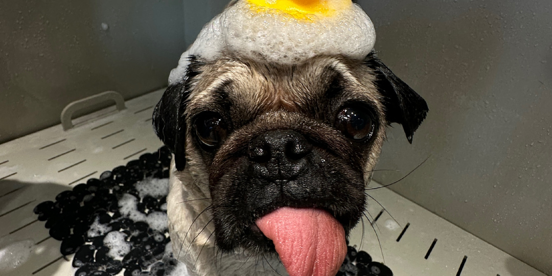 Смотрите какие кайфуши на груминге 😂♥️