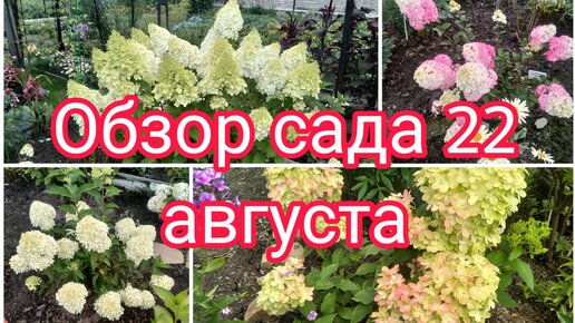 ОБЗОР САДА НА 22 АВГУСТА 🤗💐 ЦВЕТЕНИЕ ГОРТЕНЗИЙ 🤗👍😉🌺