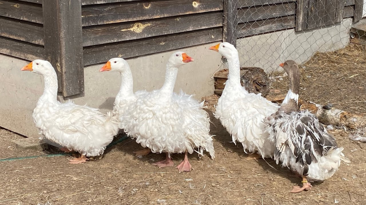 ����, ������� �������, ��� ��� �������� ������!