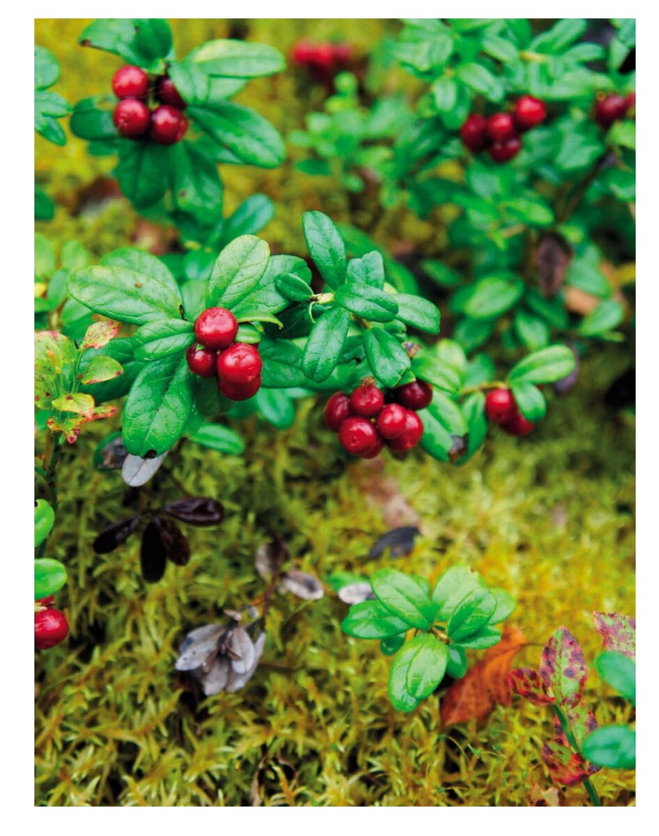 Олег Ольхов. Мочёные ягоды