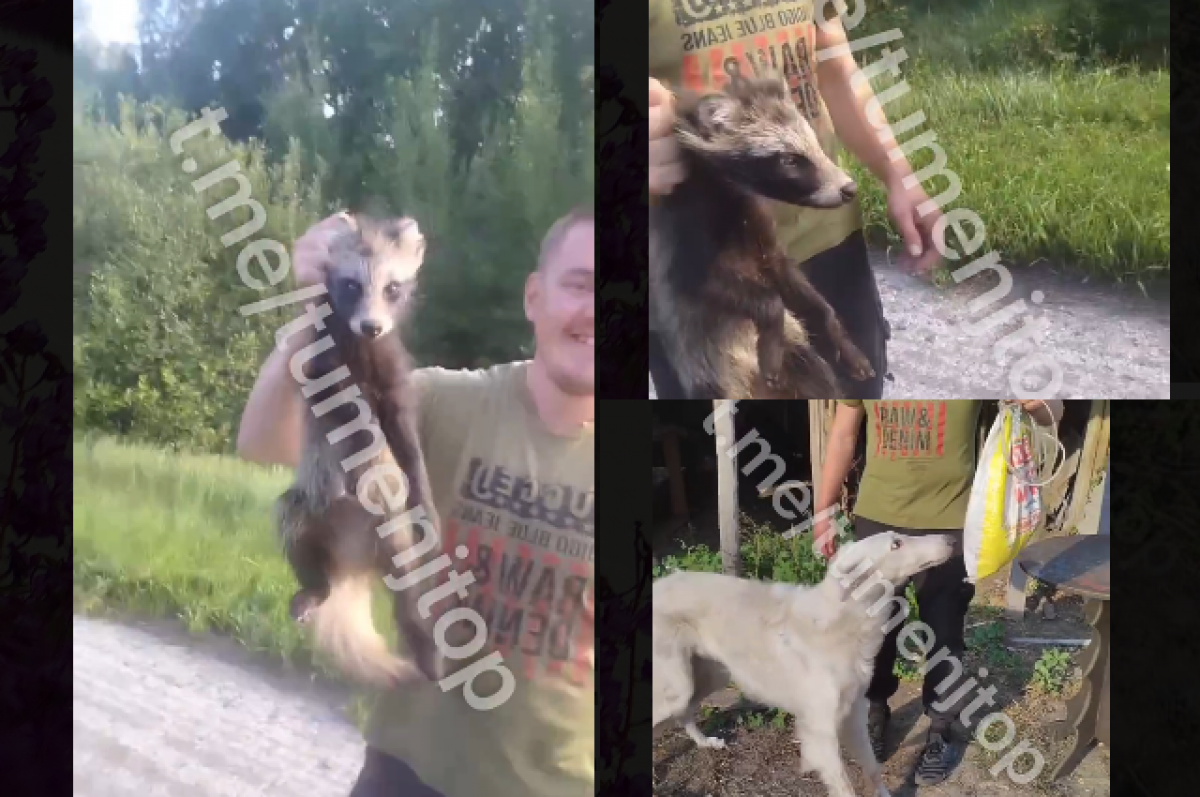    Мизулина обратила внимание на видео от тюменцев с убийством енота