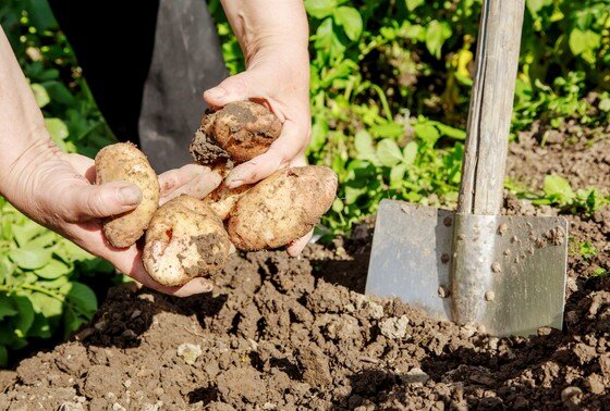    Как правильно копать картошку