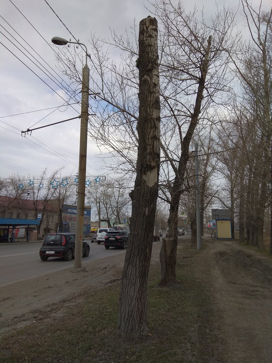 Три года назад дерево "омолодили" обрезкой, ни одной ветки не выросло, дерево высохло и сгнило....