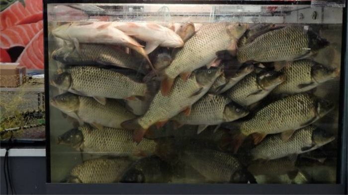 Рыба, которой не поступает воздух, заглатывает воду в количестве, равному своему весу.