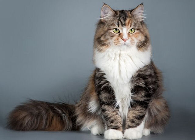  источник  http://zamanula.ru/porody/sibirka/10.jpg