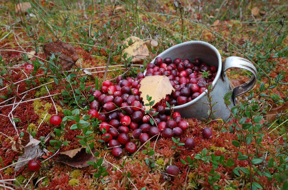 Спелая клюква, менее кислая после первых морозов