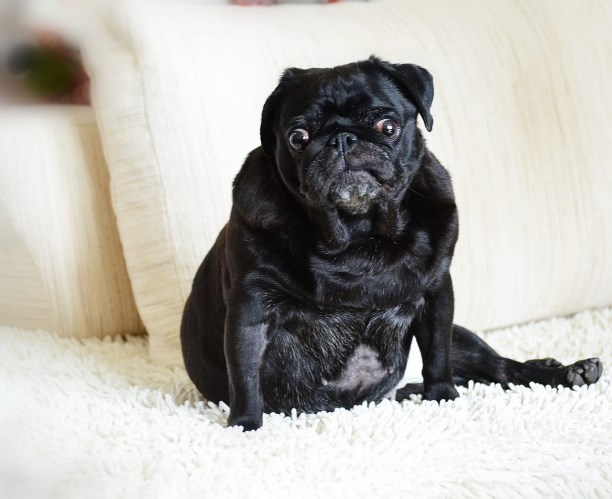 На Сахалине для престарелого мопса ищут последний дом