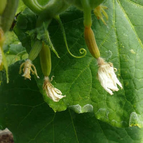 Совсем недавно я столкнулась с тем, что завязи на огурцах есть, но они не развиваются, а желтеют и со временем опадают. Явление неприятное. Однако исправимое. 