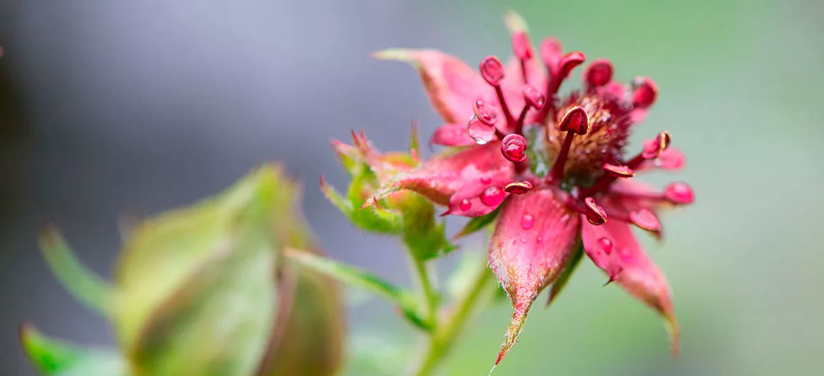 Фото из открытого источника – сабельник