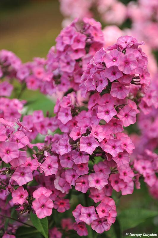 Флокс 'Classic Cassis'