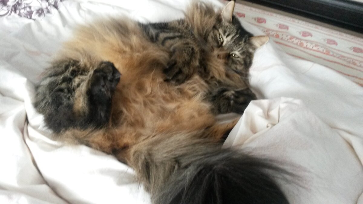 Мотик сейчас. Его любимая поза.