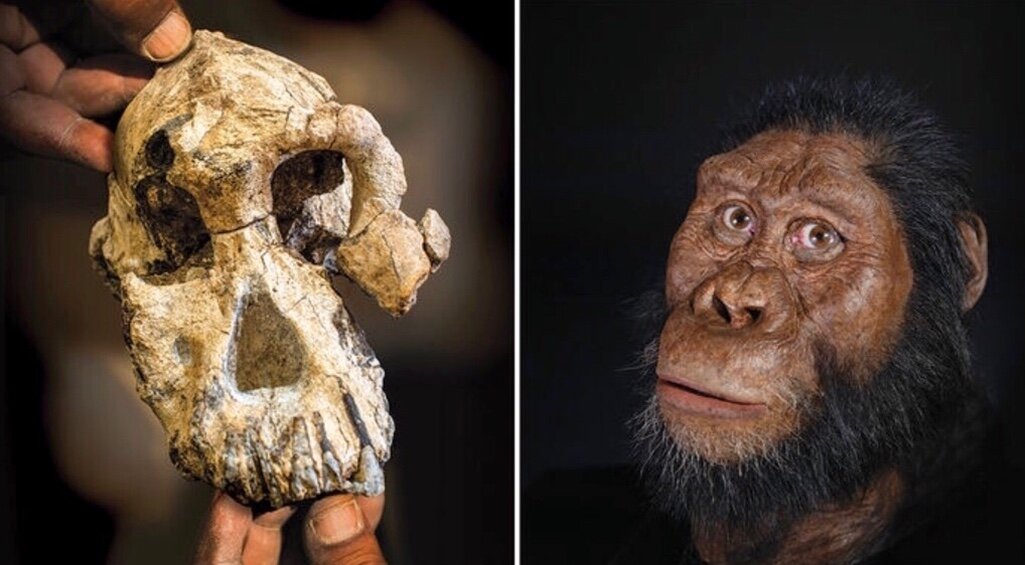 Череп показывает, что у Australopithecus anamensis (реконструкция художника, справа) был маленький мозг и выпуклое лицо. Фото: Д.Тейлор/ Кливлендский музей естественной истории 