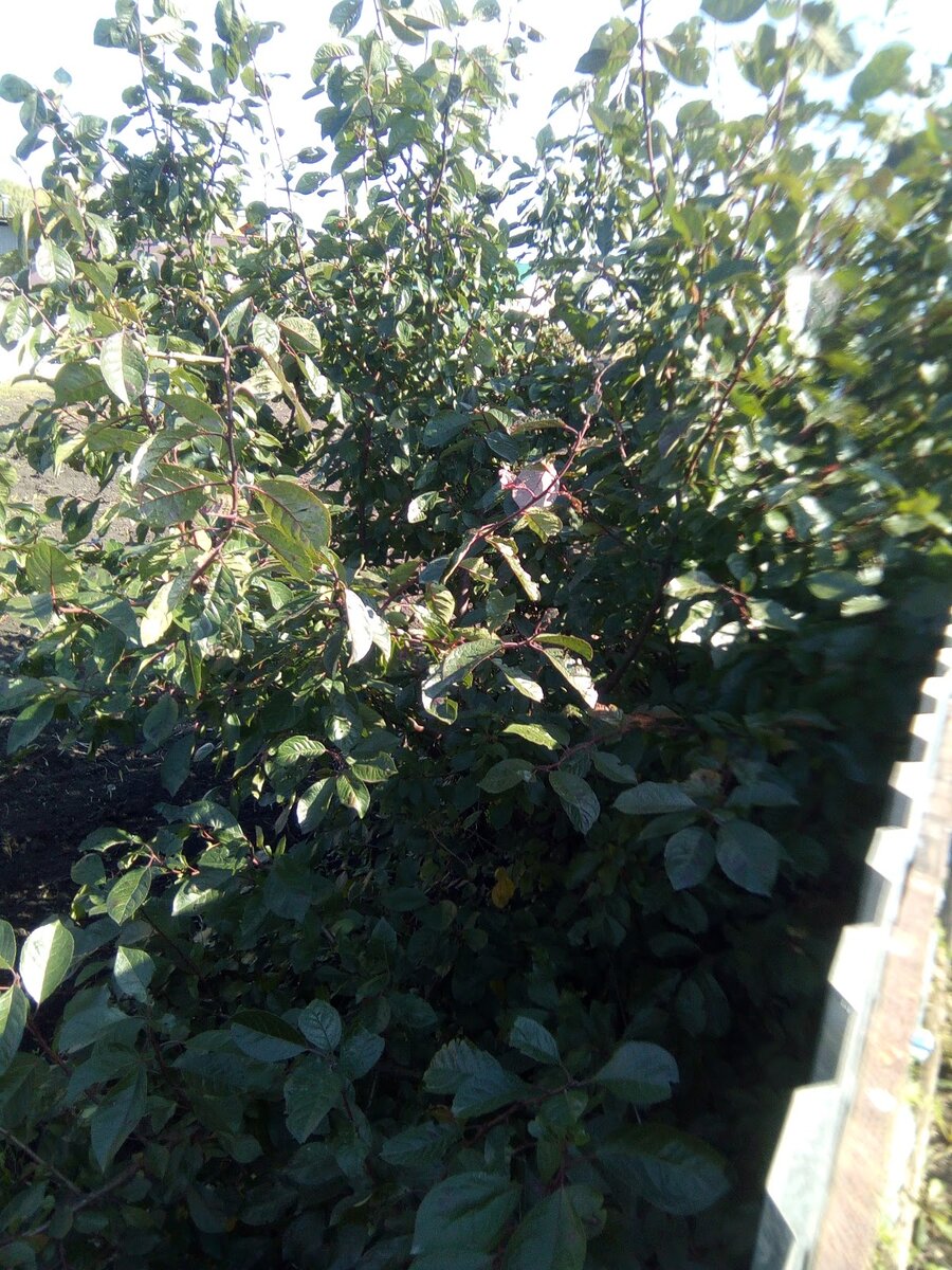 Соседская слива, вернее её заросли.