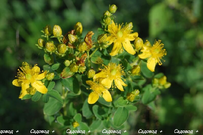 Зверобой ( Hypericum perforatum )