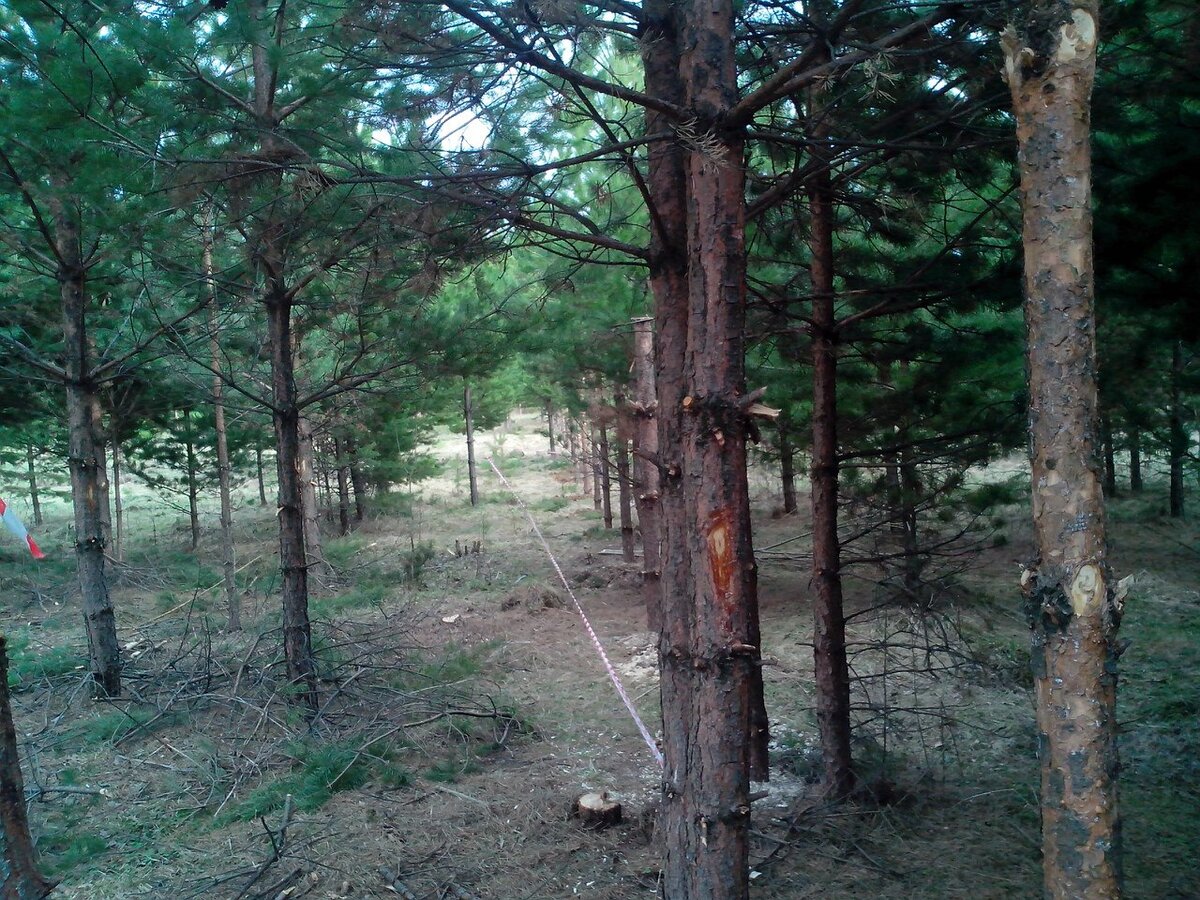 Стрижка только начата. Расчистил первую границу и установил столбы