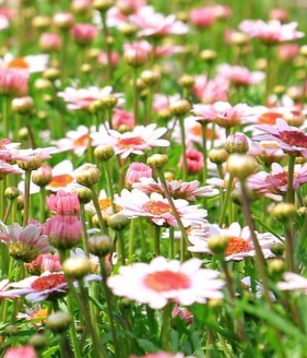 https://cdn.pixabay.com/photo/2016/07/11/20/37/flower-meadow-1510602_960_720.jpg
