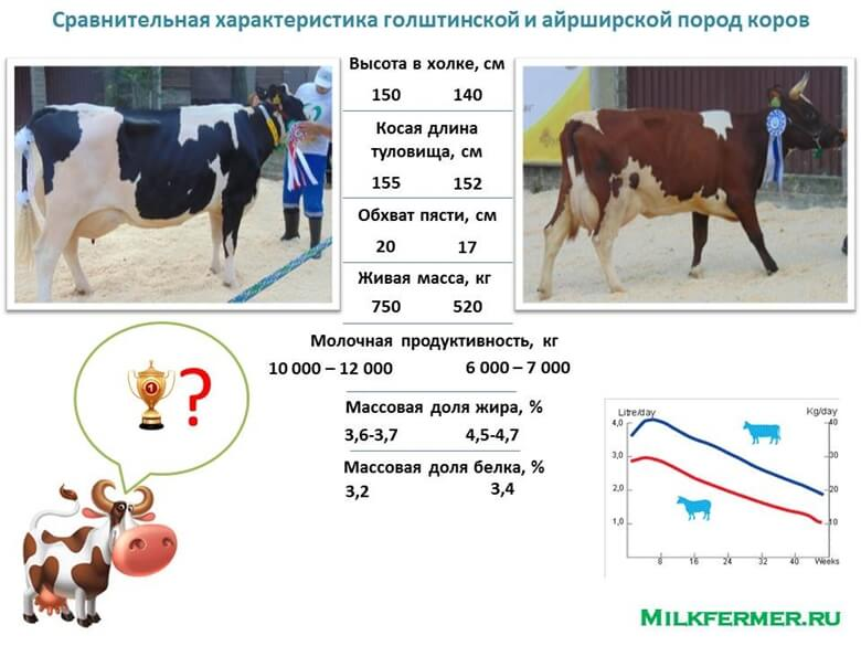 Голштинская порода характеристика