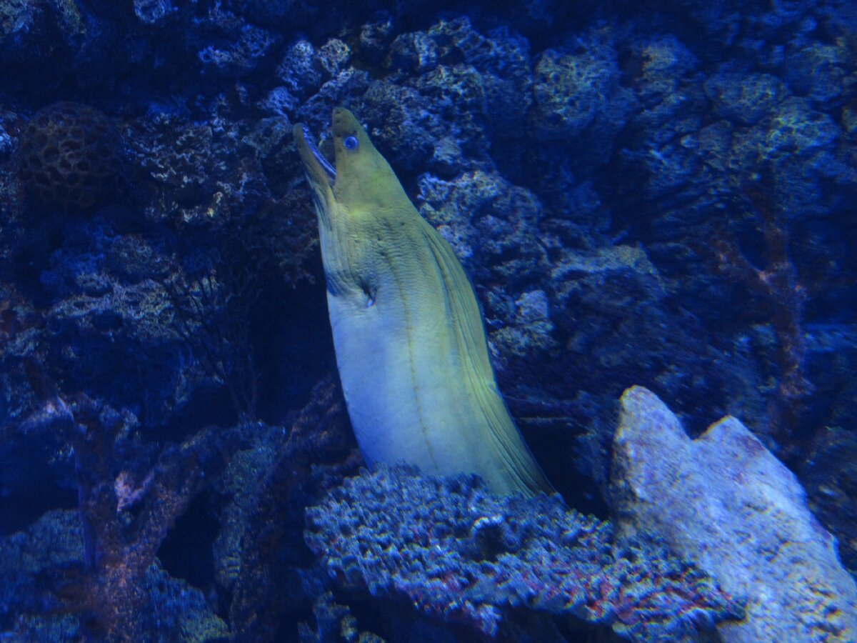 В тихом омуте...