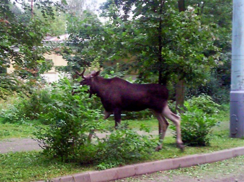 (Все персонажи, кроме лося, вымышлены, все совпадения случайны)