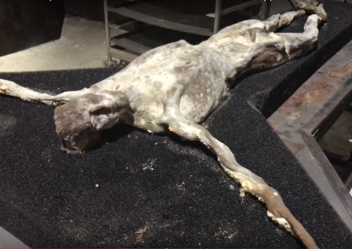 "Мир магии" проект Roberto Cuoghi в Венеции 2017 год (Фото ArtBeautyTravel)  