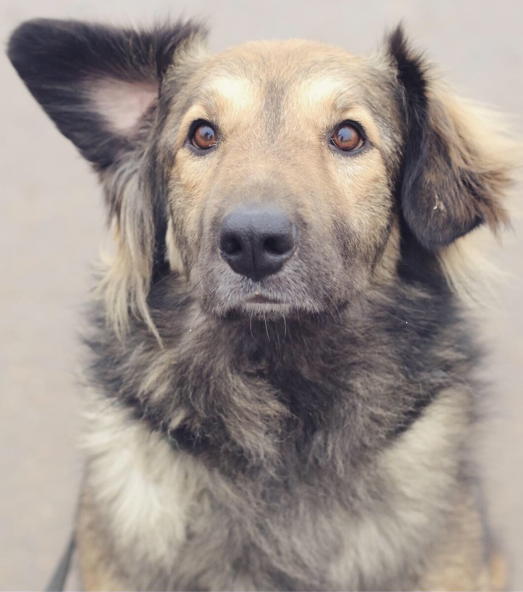 Морис, мальчик, около 2 лет, привит, стерилизован, рост 50 см