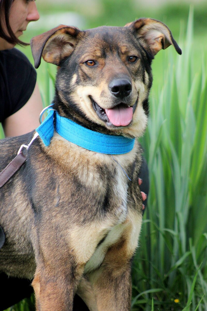 Бумер, приют солнцево