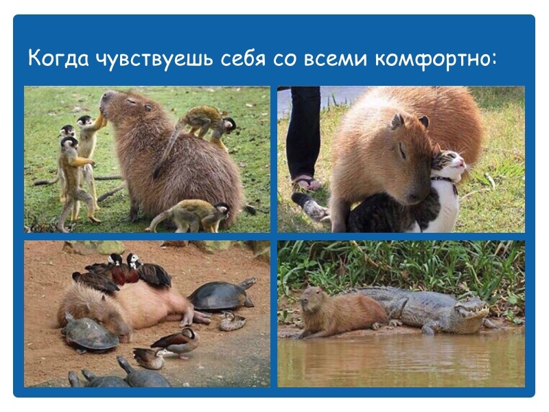 Оформление мема - "Дземчик".