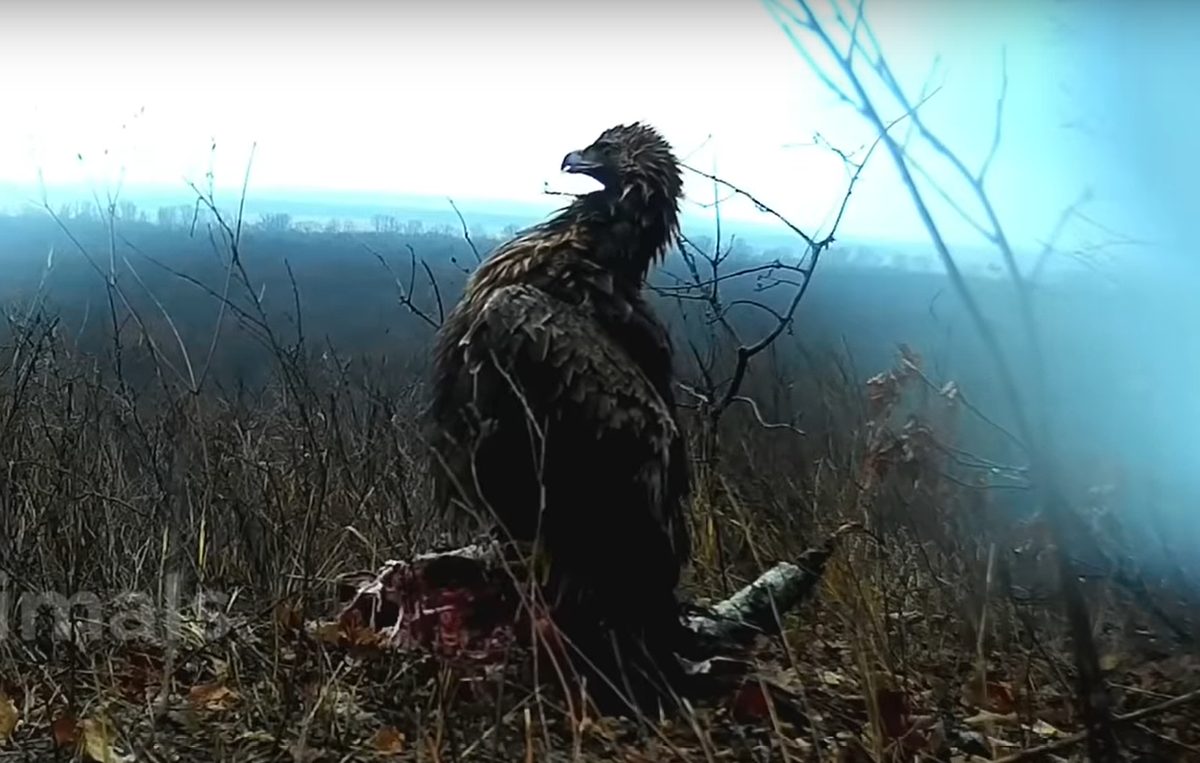 Кадр из видео