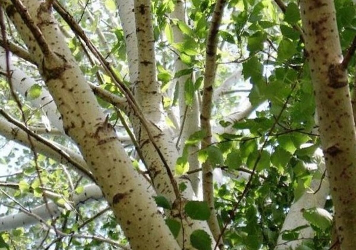 лечение цистита осиновой корой