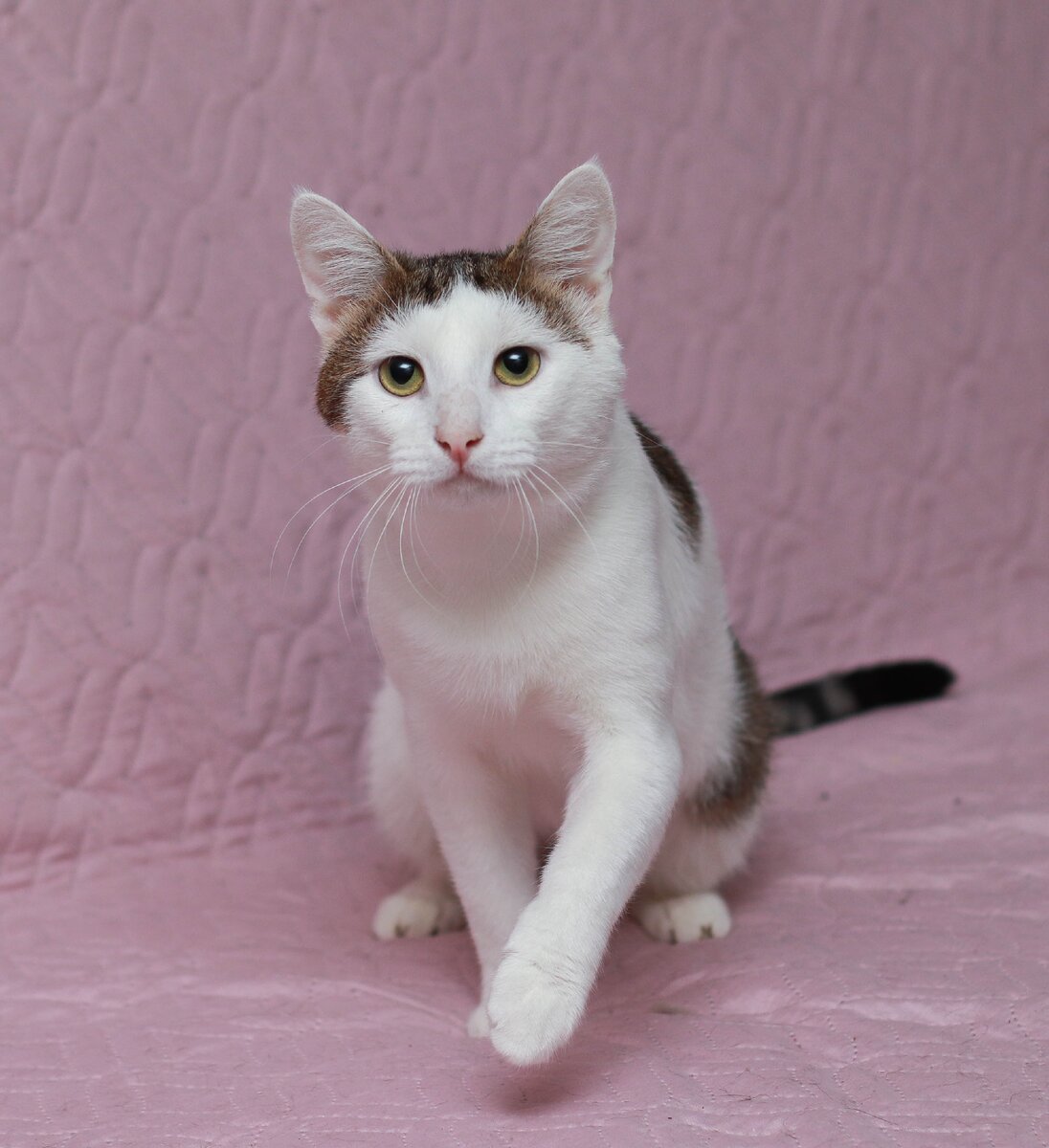 Кот Клим из Банды Дворян