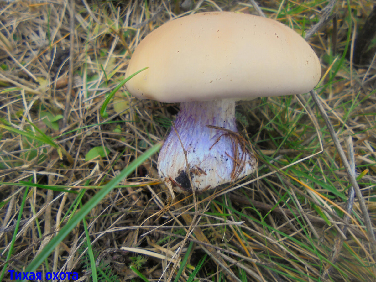 Что вы знаете о Рядовке лиловоногой или грибе синеножка?