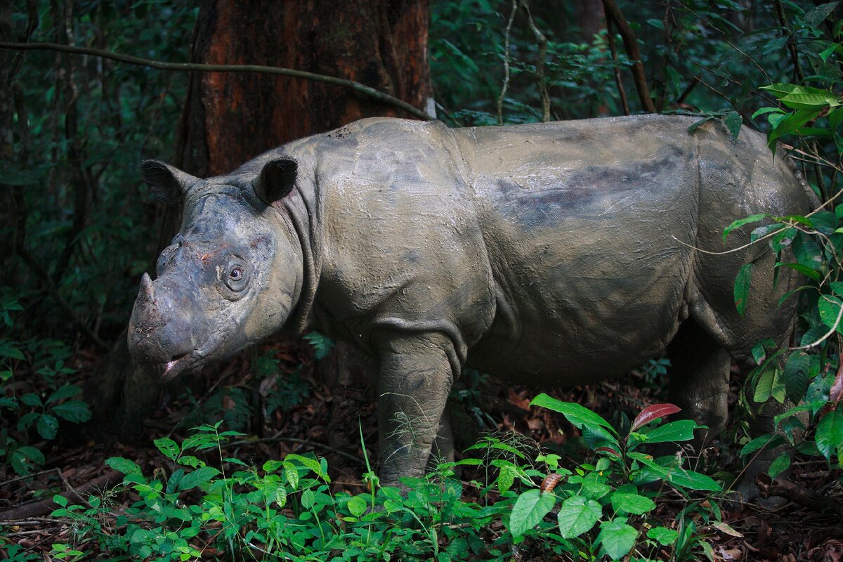 Суматранский носорог Вьетнам