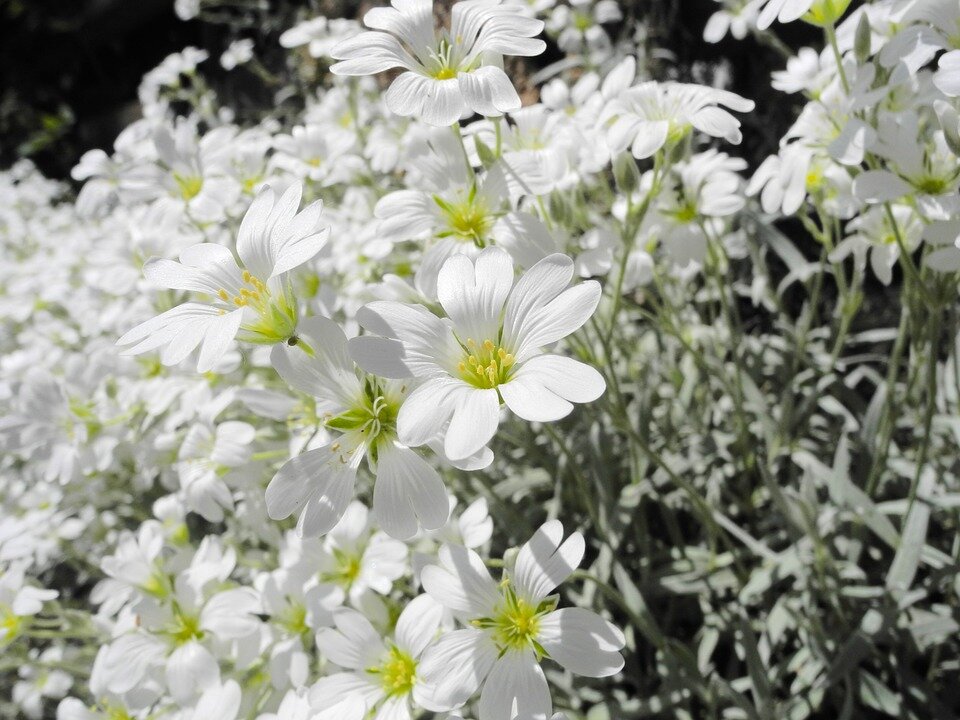 https://cdn.pixabay.com/photo/2015/05/18/13/57/cerastium-tomentosum-772267_960_720.jpg