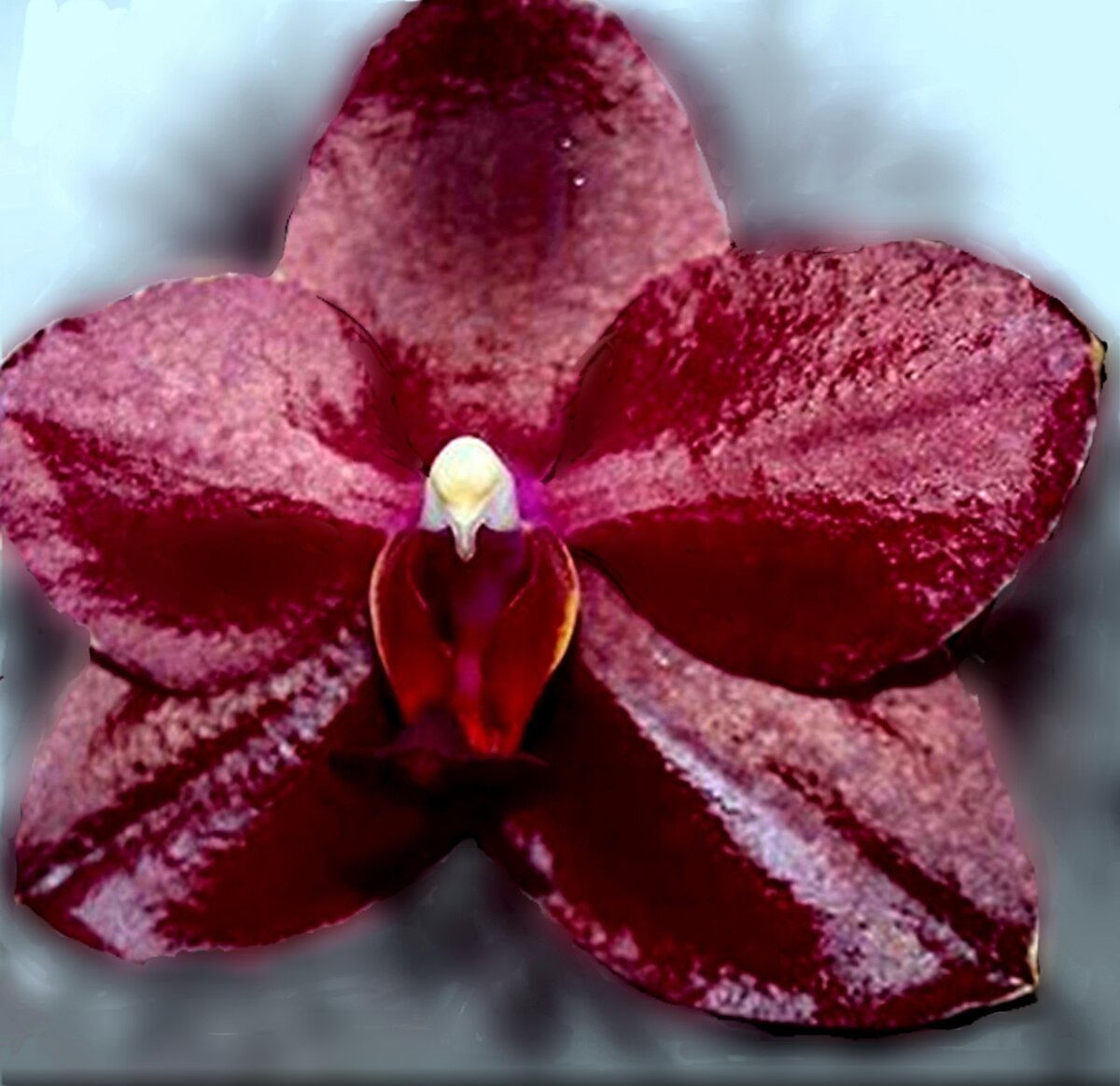 Краснеют листья орхидеи