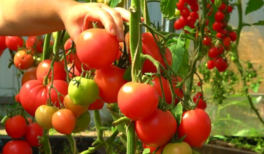 Обзор 4-х сортов самых классных и урожайных, ранних высокорослых томатов для открытого грунта и теплиц
