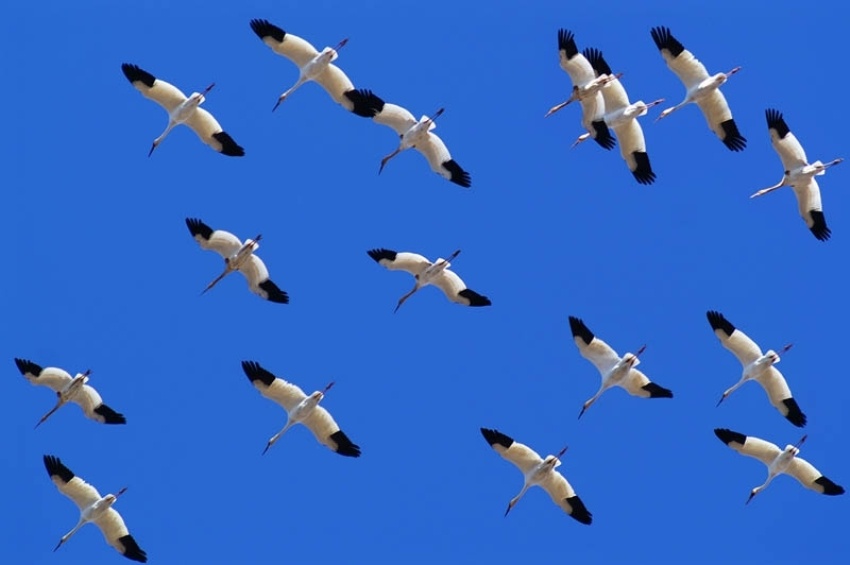 Яндекс. Картинки